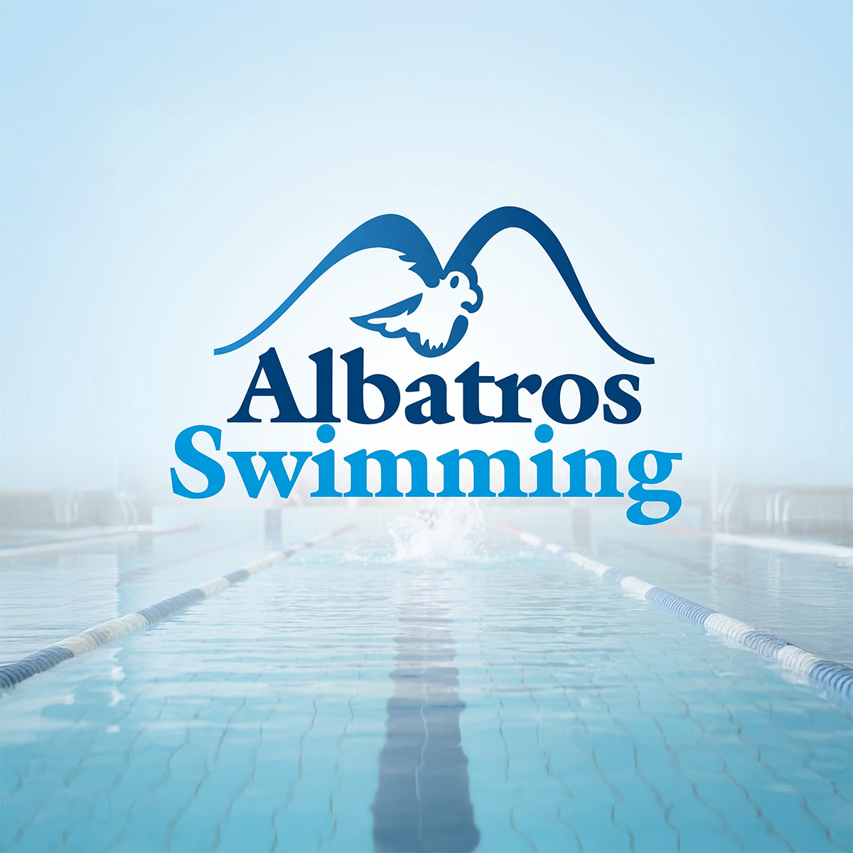 Albatros Swimming